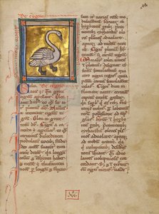 Ein Schwan von Unknown artist