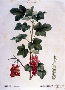 Eine Stachelbeere: Botanische Tafel des 19. Jahrhunderts von Unknown artist