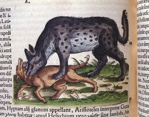 Eine Hyäne greift einen Hund an aus Konrad Gesners Historiae animalium, Tiguri von Unknown artist