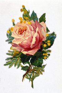 Eine Rose