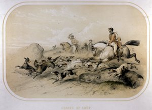 Eine Wolfsjagd. Gravur des 19. Jahrhunderts.