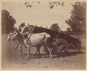 Landwirtschaftlicher Wagen, Guzerat