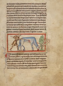 Eine Antilope von Unknown artist