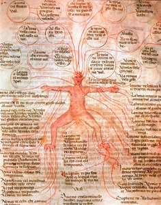 Anatomische Tafel zur Darstellung des Blutkreislaufs Miniatur aus dem Manuskript „De surgia“ 13. Jahrhundert Venedig, Biblioteca Marciana