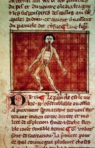 Anatomische Figur: Haut, Brust geöffnet. Miniatur aus dem Manuskript „Chirurgie“ (Folio 11v) geschrieben von Henri de Mondeville (Chirurg von Philippe Le Bel, Anatomieprofessor) von Unknown artist