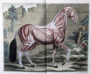 Anatomie des Pferdes: „Hippiatrischer Kurs, vollständiges Lehrbuch der Pferdemedizin“ von P. E. Lafosse von Unknown artist