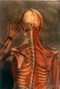 Anatomie des menschlichen Körpers: Rinde von hinten gesehen von Unknown artist