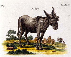 Ankey. Darstellung aus dem 18. Jahrhundert.