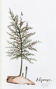 Spargel von Unknown artist