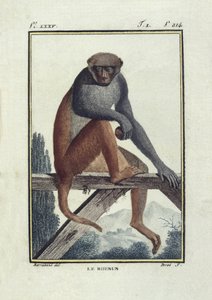 BUFON, Georges-Louis Leclerc, Graf von (1707-1788). Rhesusaffen (Rhesus). Illustration der Histoire naturelle, generale et particular