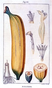 Bananenbaum - Gravur des 19. Jahrhunderts.