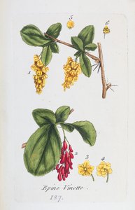 Berberitze