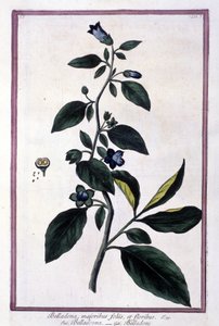 Belladonna, Blumen und Beeren. Giftige Pflanze, die in der Medizin verwendet wird. Gravur nach einem Herbarium aus dem 19. Jahrhundert. von Unknown artist