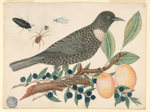 Schwarzer Vogel mit Blaubeeren und Aprikosen
