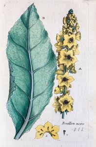 Schwarzer Königskerze