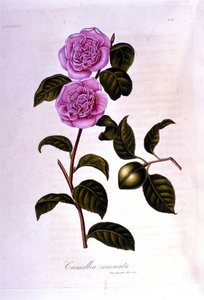 Botanische Tafel: Kamelie. Gravur aus dem 19. Jahrhundert