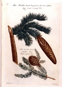 Botanische Tafel: ein Kiefernzapfen und ein Zweig. 18. Jahrhundert.