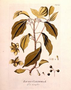 Botanische Tafel: Kampfer (Laurus Camphora). Gravur in „da Icons Plantarum medicinalium“ von Joseph Jacob von Plenck, österreichischer Arzt und Botaniker (1738-1807), Wien 1791.