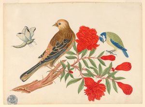 Braun-schwarzer Vogel und blau-gelber Vogel auf Zweig mit roten Blüten, jagende Insekten