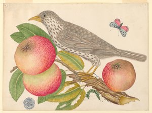 Brauner Vogel auf Apfelzweig mit Raupe