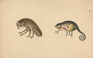 Chamäleon und ein Säugetier von Unknown artist