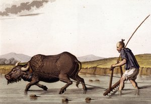China, Pflügen von Reisfeldern mit Rindern - in „Die alte und moderne Tracht“ von Jules Ferrario