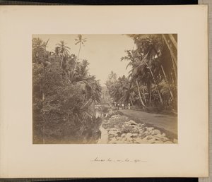 Kokosnusshain bei Galle, Ceylon