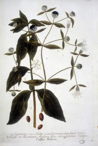 Kaffeepflanze in einem Herbarium des 19. Jahrhunderts von Unknown artist