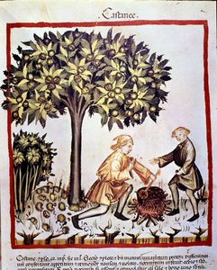 Sammlung und Vorbereitung von Kastanien im Herbst. Illumination aus dem „Tacuinum sanitatis“