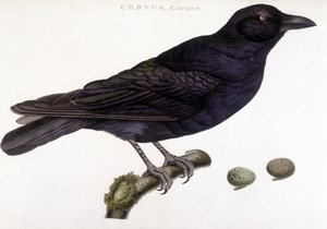 Kolkrabe - Naturgeschichtstafel von Unknown artist
