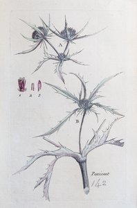 Landpanicaut