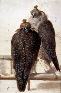 Paar Falken. Zeichnung aus dem 18. Jahrhundert. von Unknown artist