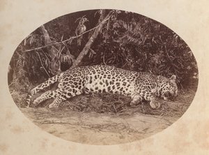 Toter Leopard von Unknown artist