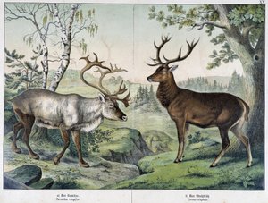 Hirsche - in „Natural History of Mammals“, ed. Schreiber