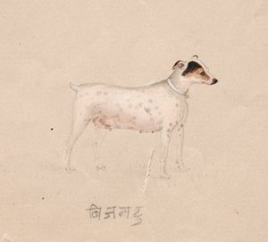 Hund von Unknown artist