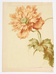 Zeichnung von Unknown artist