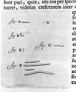 Erste Darstellung von Bakterien. Beschreibung von dem niederländischen Händler und Wissenschaftler Antoine van Leeuwenhoek (1632-1723) nach einer Untersuchung von Bakterien in seinem Mund. Gravur aus „Arcana Natura Detecta“ 1695 von Unknown artist