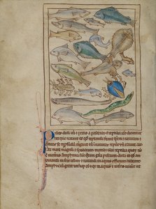 Fische und Seemonster