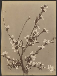 [Blumenstudie mit kleinen weißen Blumen]
