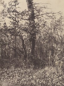 [Waldlandschaft]