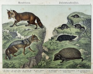 Fuchs, Silberfuchs, Spitzmäuse, Maulwurf und Igel - in „Natural histories of mammals“, ed. Schreiber