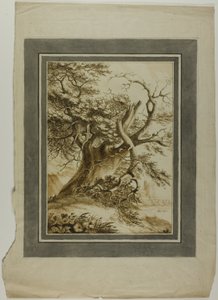 Rieseneiche von Unknown artist