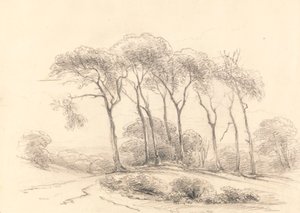 Hohe Bäume von Unknown artist