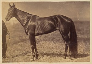 Pferd auf einer Wiese von Unknown artist