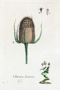 Hosier-Distel