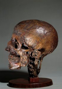 Menschlicher anatomischer Kopf, hergestellt durch Wachsinjektionen von Unknown artist
