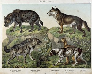 Hyänen und Hunde - in „Histoires naturelles des mammals“, ed. Schreiber
