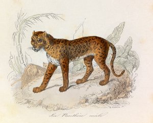 Illustration aus dem Buch "Gesamtausgabe von Buffon": Die Vierfüßler: Der Panther (Gravur) von Unknown artist