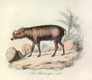 Illustration aus dem Buch "Gesammelte Werke von Buffon": Die Vierfüßler: Der männliche Babirussa (Gravur)