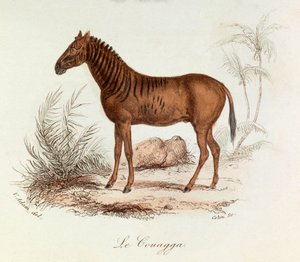 Illustration aus dem Buch "Gesammelte Werke von Buffon": Die Vierfüßler: Der Quagga (Gravur) von Unknown artist